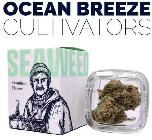 Ocean Breeze Blunt Cone, Cannabis Dispensary
