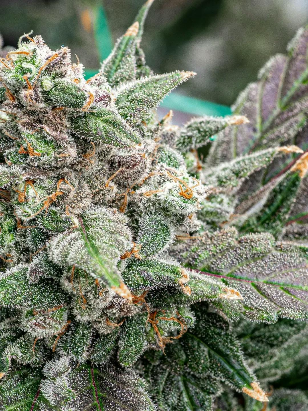 Purple Haze | Flower | 3.5g by Hybrid Theory | Buy Online