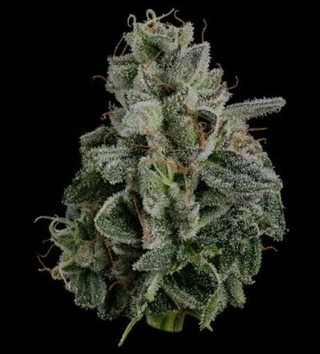 Product Pie Dough Buds (U4EA)