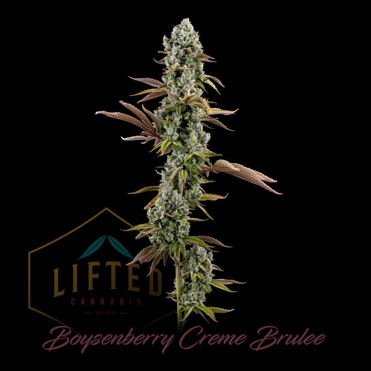 Lifted Luxury: Boysenberry Creme Brulee