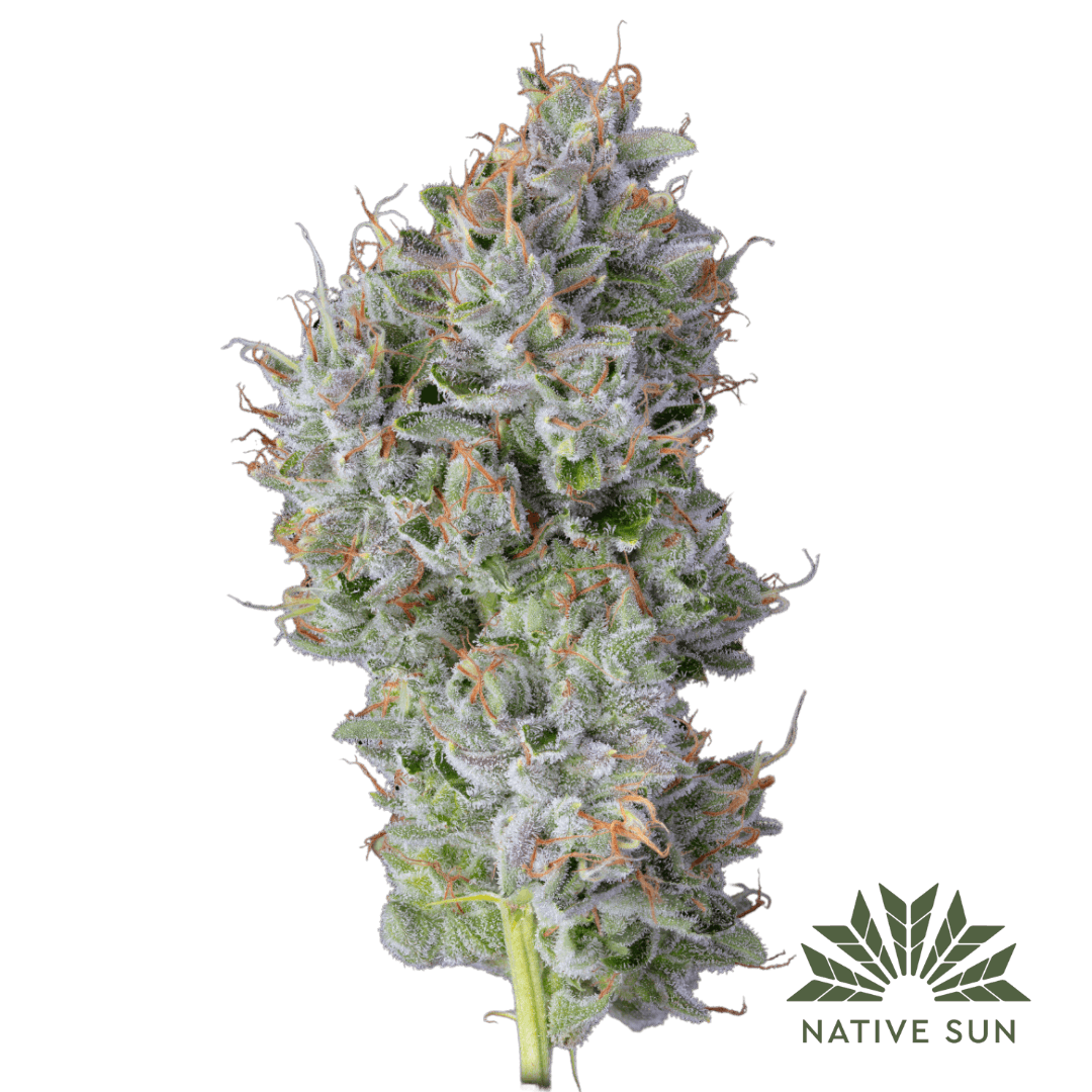 Native Sun - Flower 3.5g - Hollywood Hairband