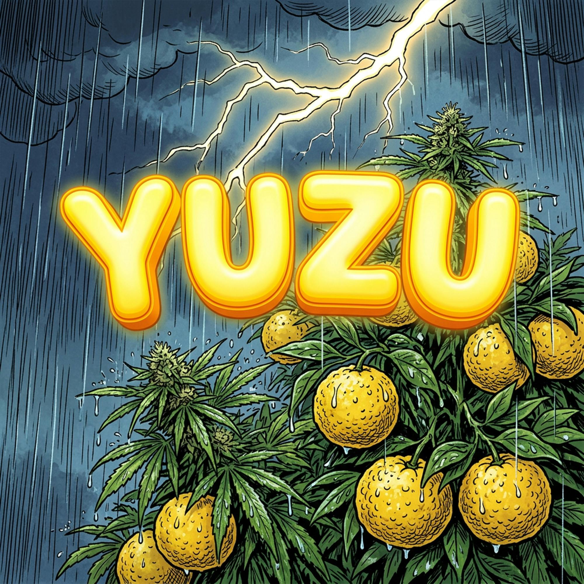 DELI - Yuzu