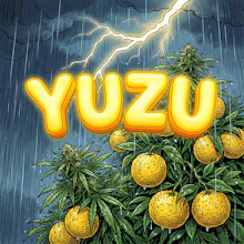 DELI - Yuzu