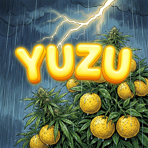 DELI - Yuzu