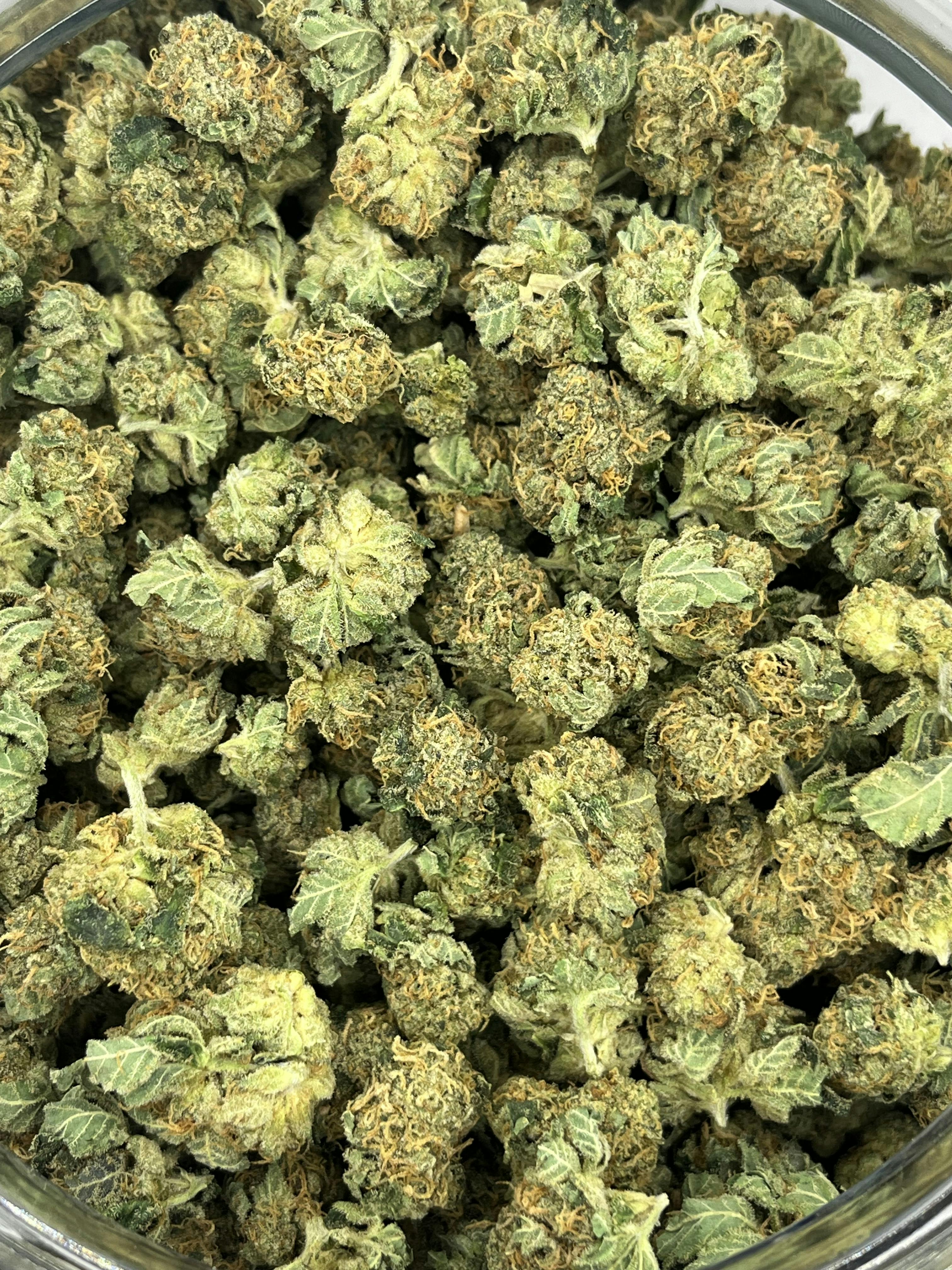 Photo of Popcorn Shelf – Big Bunz (I)