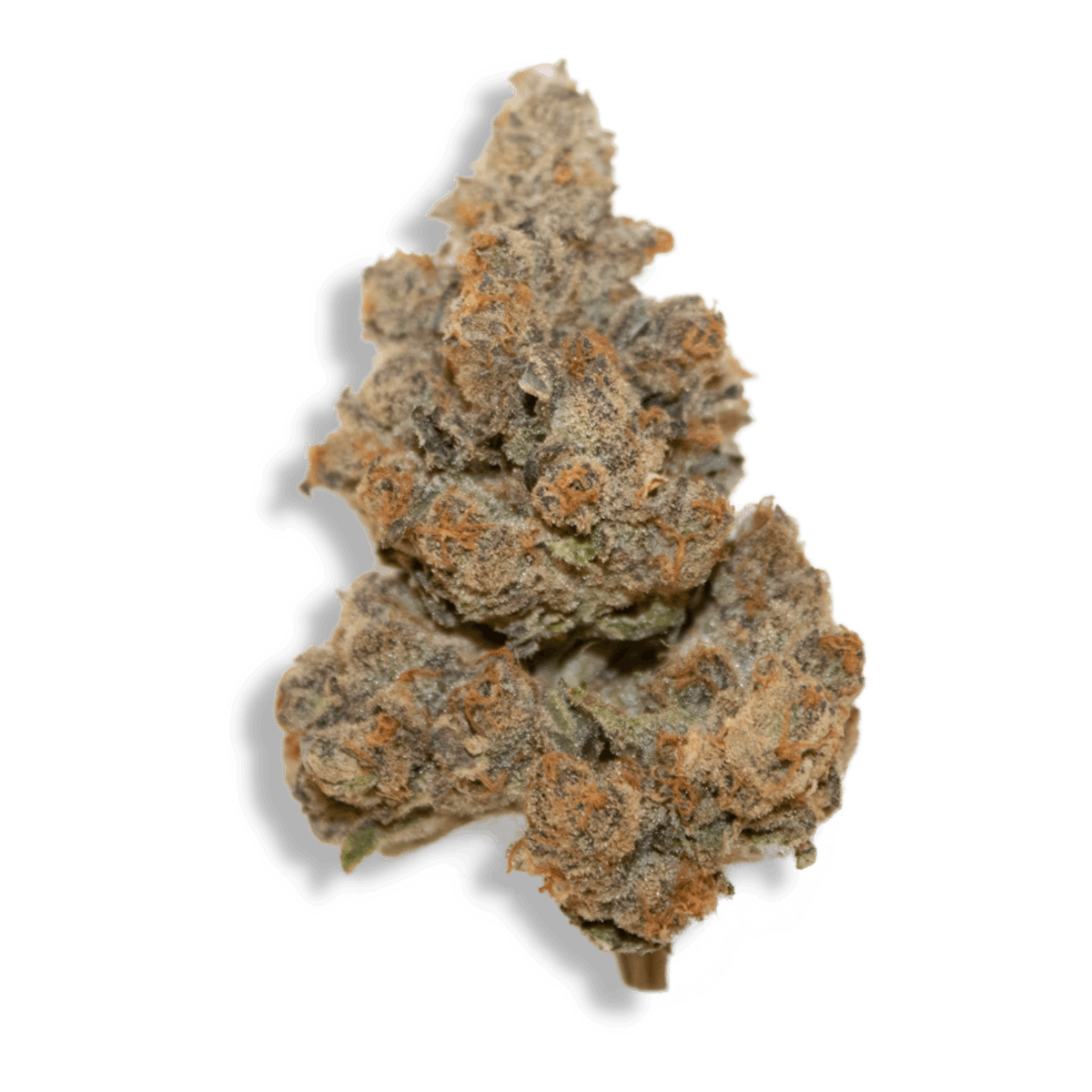 Photo of Gold Shelf – Punch Breath (H)