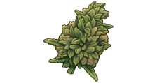 Flower category image
