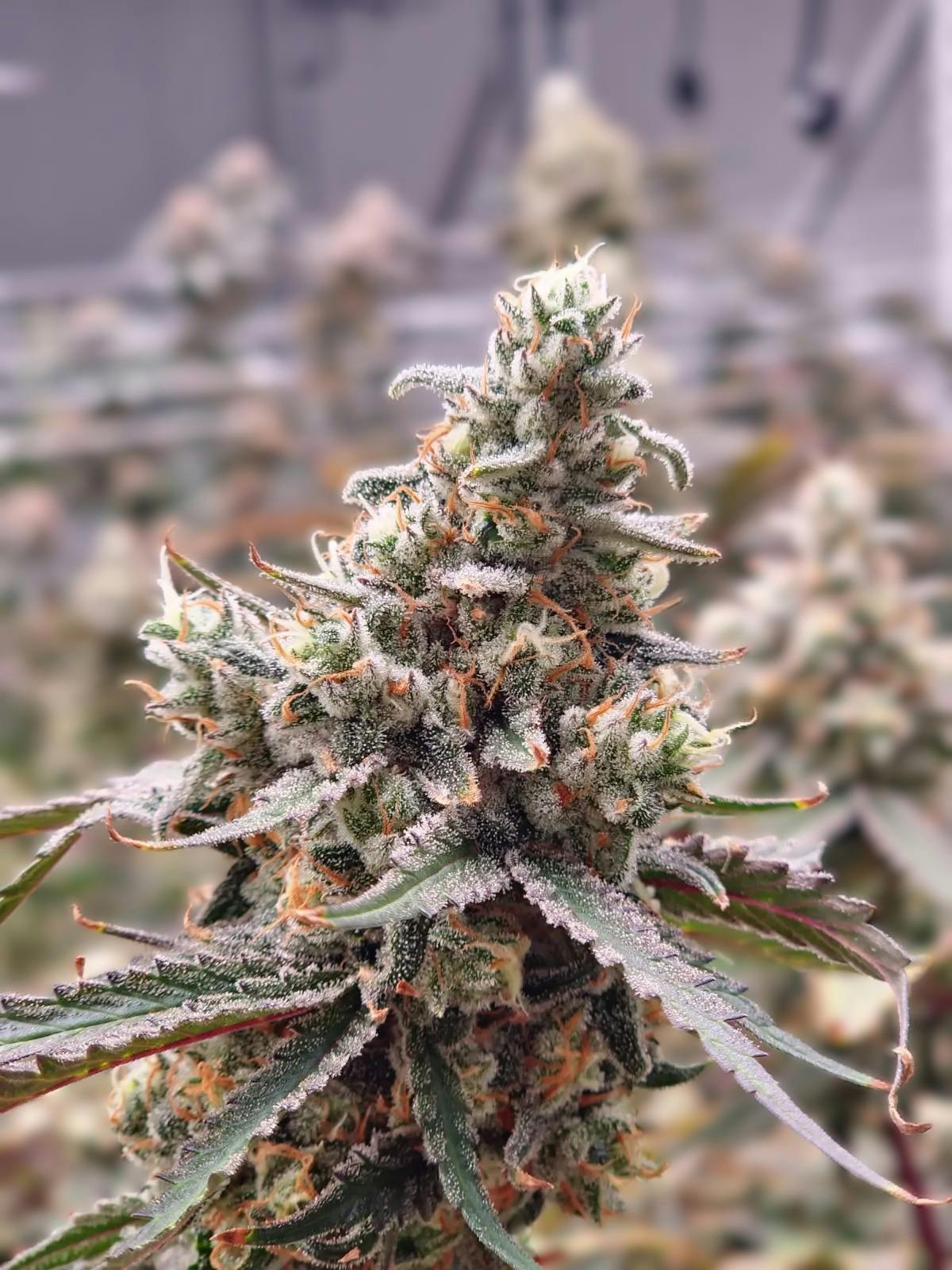 Product: Flor Fine Cannabis | Loud Cake | Flower - 14g