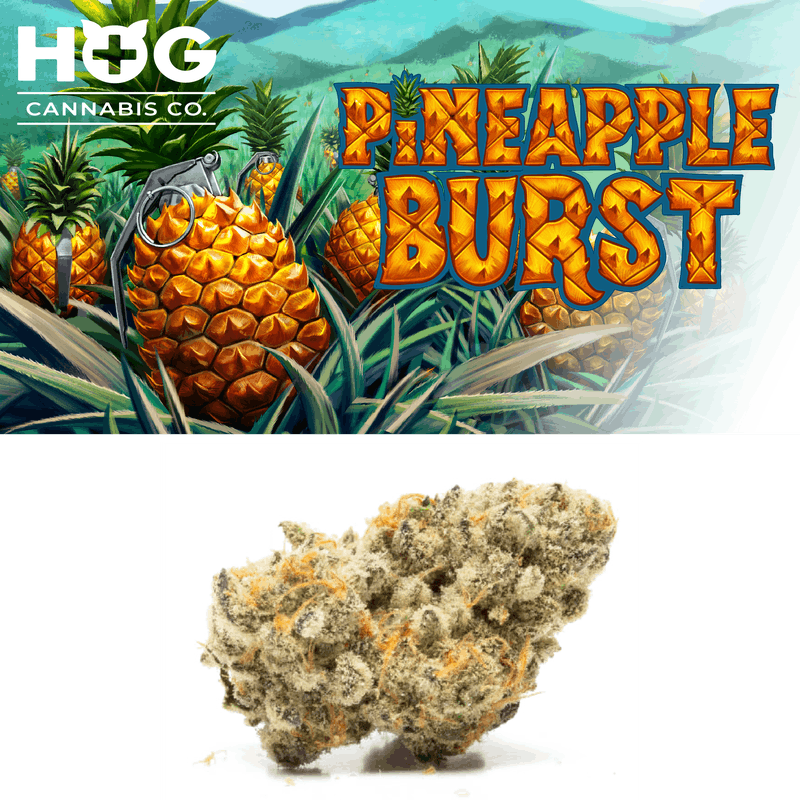 HOG Farms | Pineapple Burst | Sativa | Bulk Flower | Bees Knees