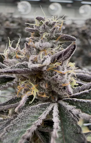 Parks Grove | Pre-Roll Pack | Carbon Fiber | 2pk/1g-1