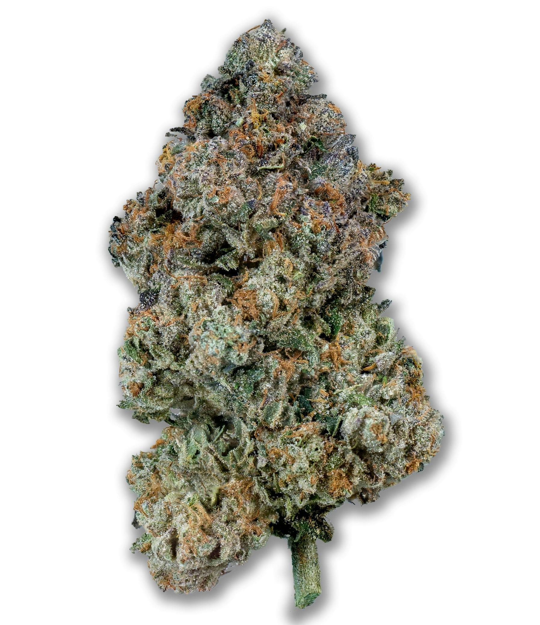 DISTRO 10 DISTRO 10 | HIGH SOCIETY | BULK | HYBRID — FLOWER