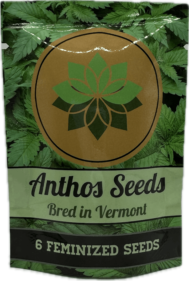 image of Stonefruitz | Feminized Seeds 6 pk