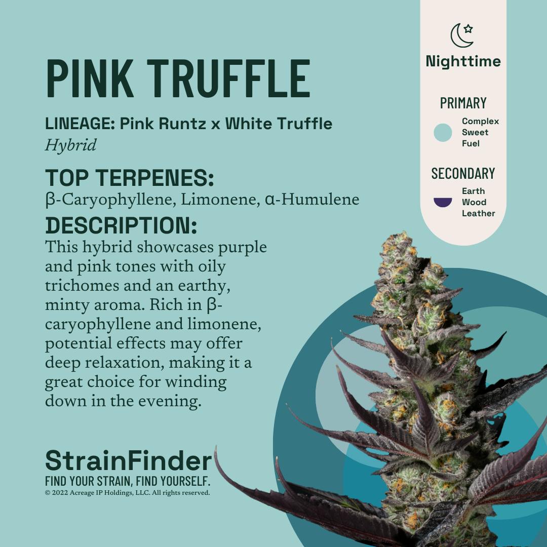 Product Pink Truffle (H) | Flower