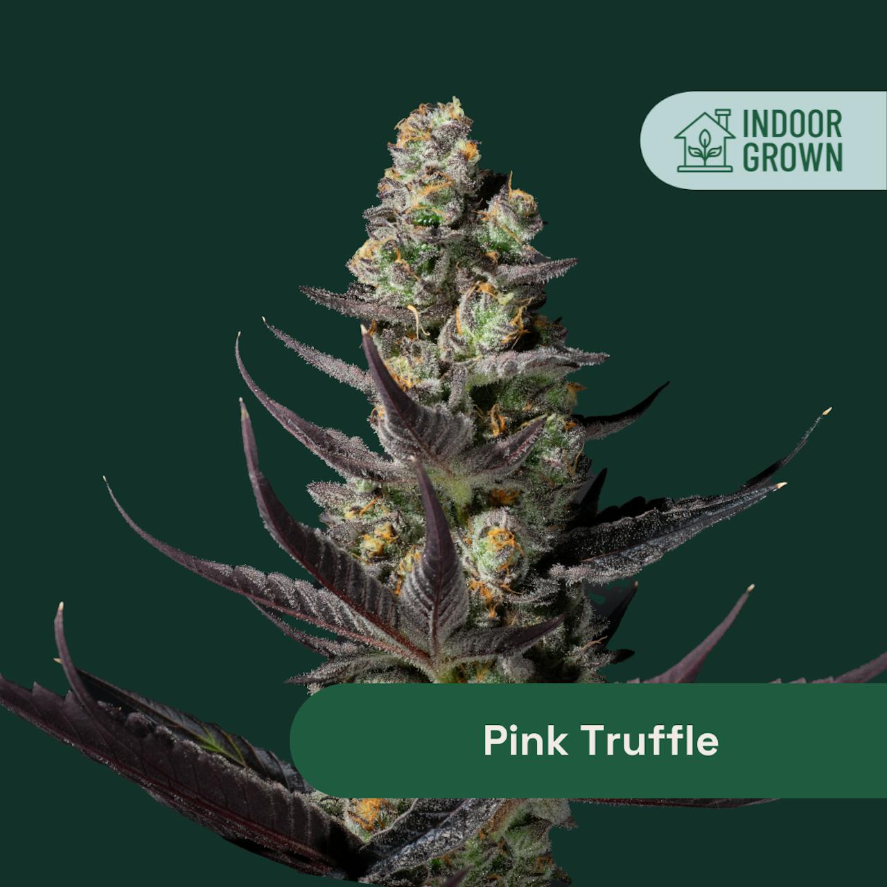 Image of Pink Truffle - Whole Flower product