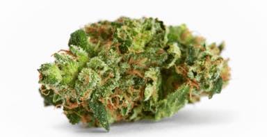 Cultivators Classic | Raspberry Hashplant | Flower