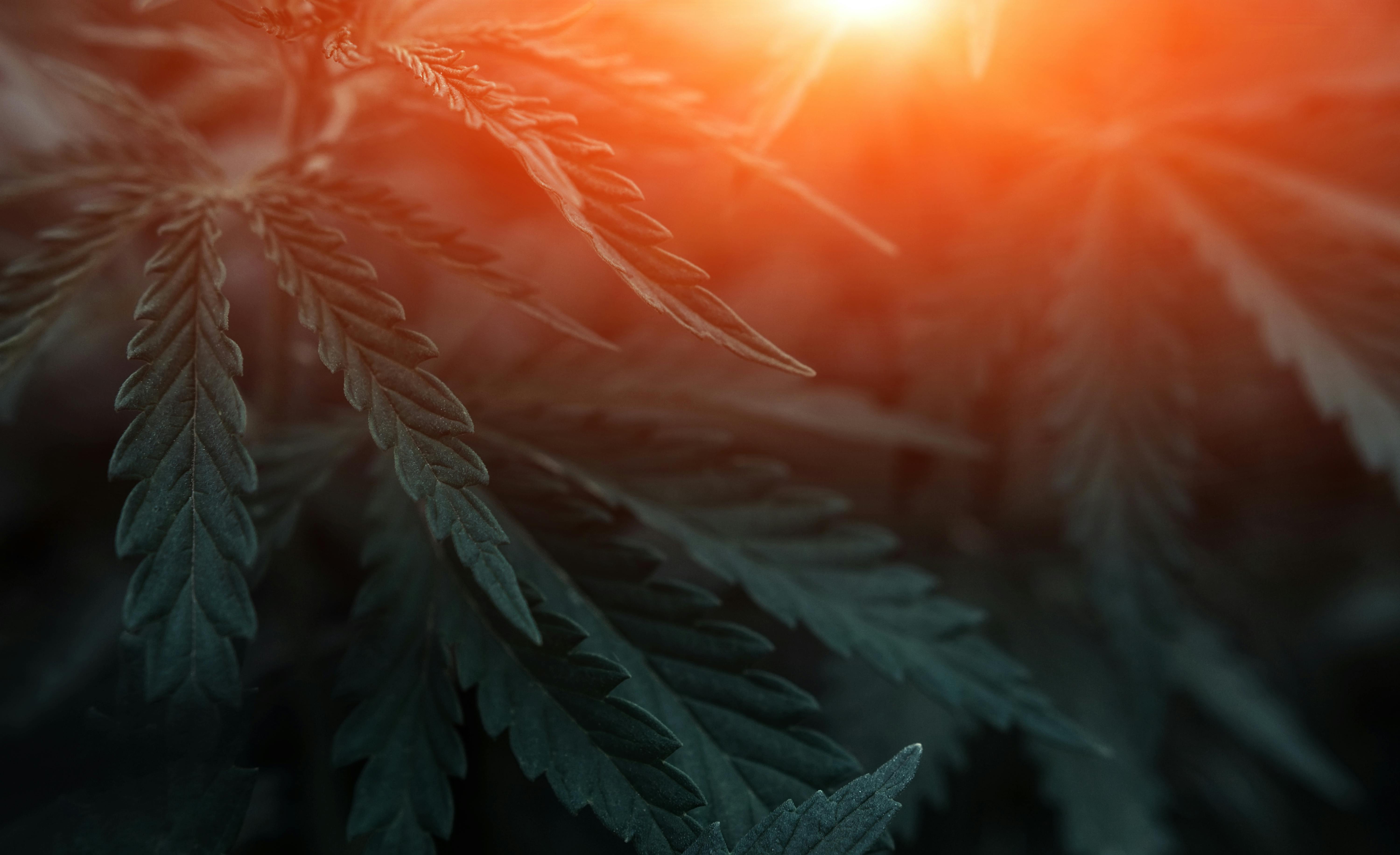 elfbar nachfll pod luft aus Nanaimo Cannabis Store