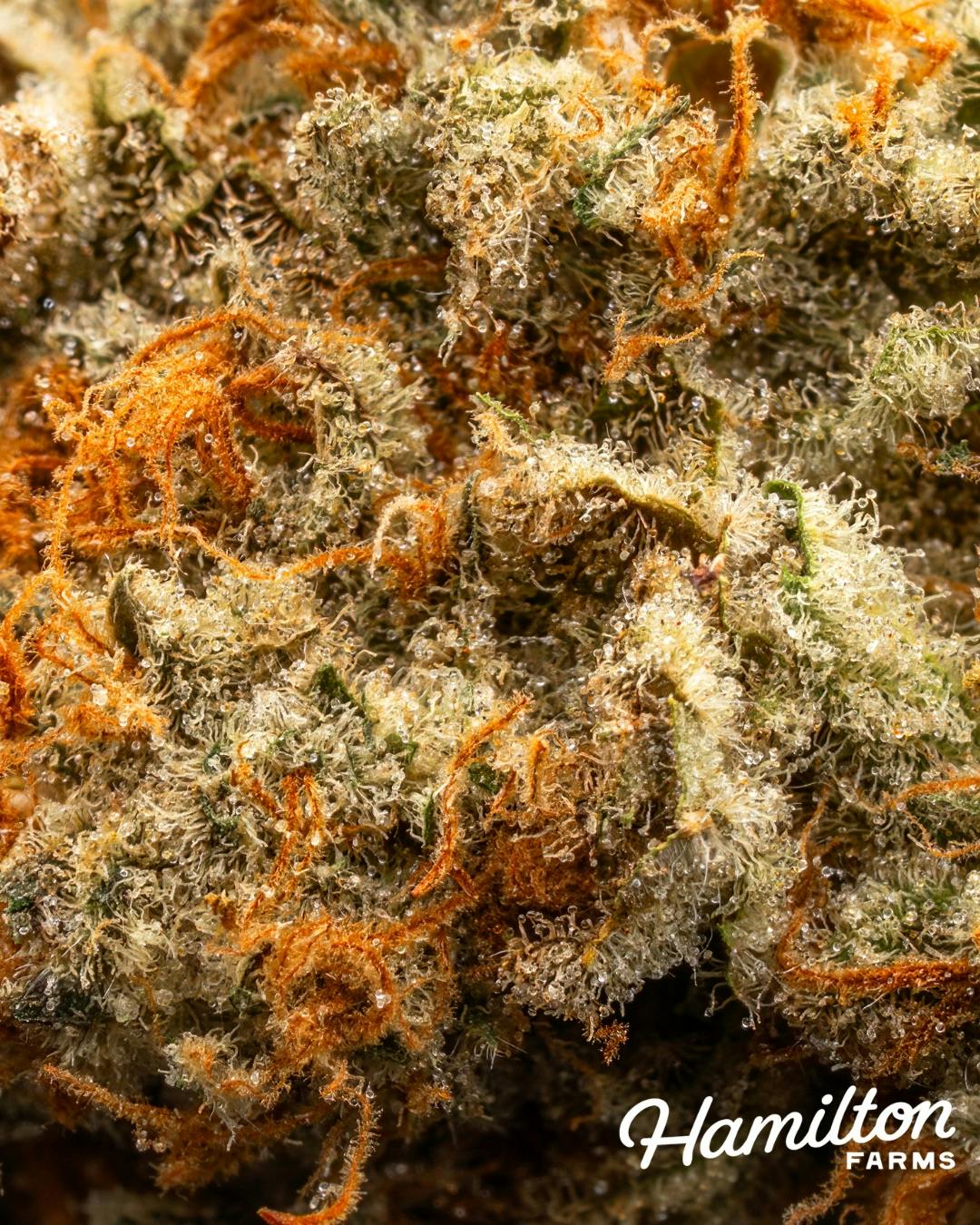 Hamilton Farms | Flower | Garlic Knots | 3.5g – Hashery