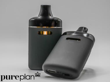 Blueberry Yum x Lemon Haze