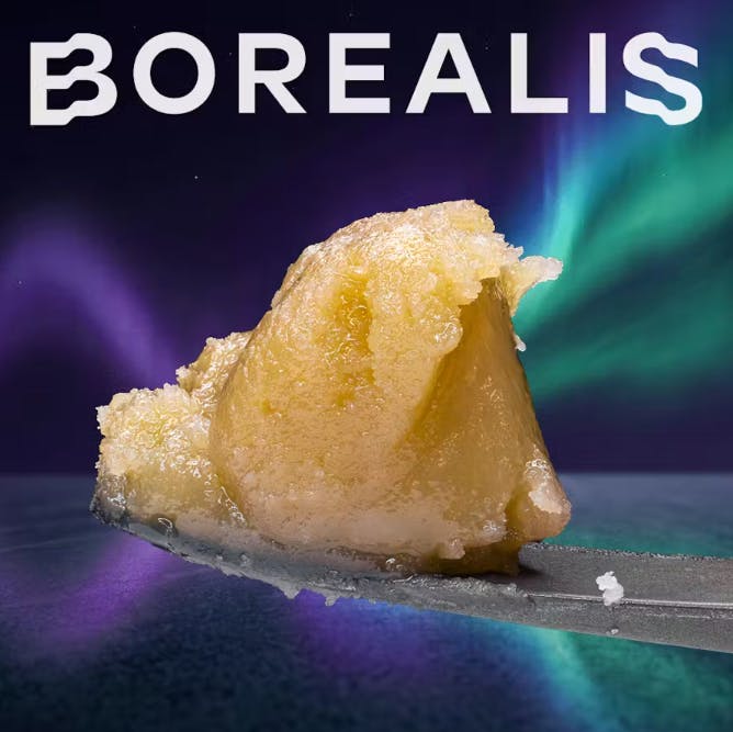 Borealis Purple Starfruit