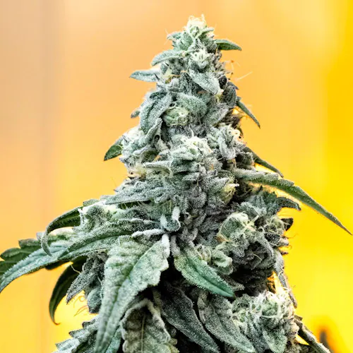 Grassroots | RSO Syringe | Kush Mints (I) | 1g-4