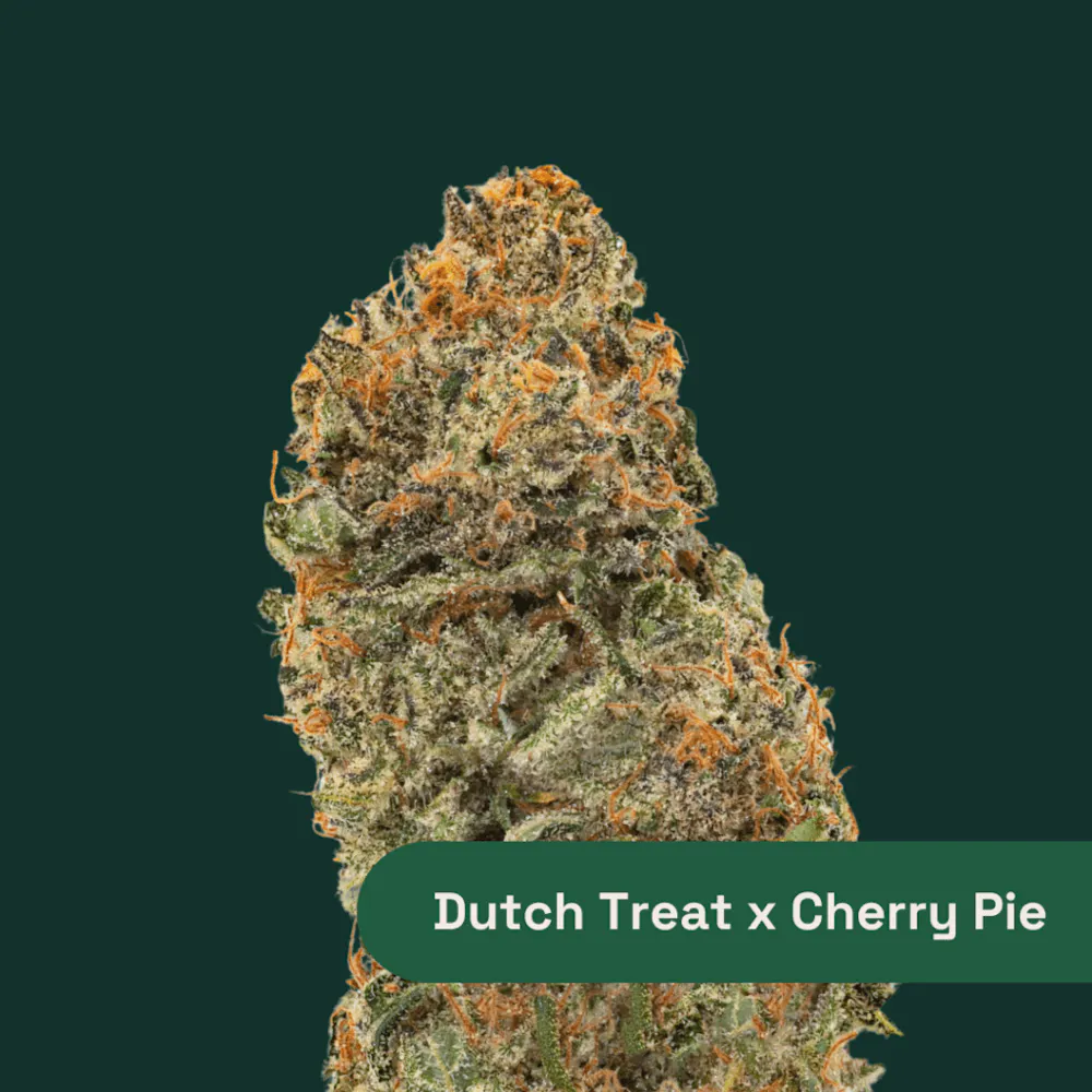 Product IGF Botanist Flower - Dutch Treat x Cherry Pie (Hybrid) 14g