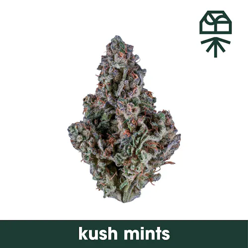 Grassroots | RSO Syringe | Kush Mints (I) | 1g-2