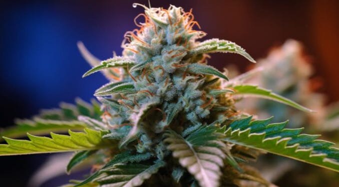 Product Double Stuffed Buds