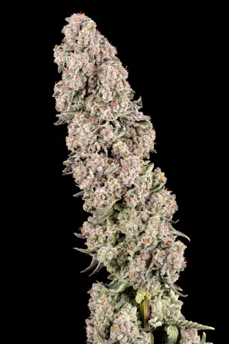 LA Baker 3.5g – Garcia Hand Picked (Pre-Pack)-active