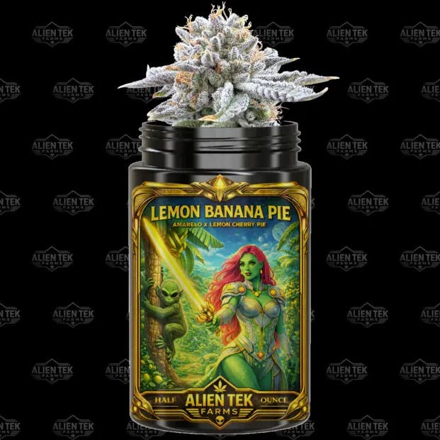 【やま】ダーバン エイリアン GMO サワーアムネシア 計20ml Buy Alien Tek Farms - 14g Prepack Jar - Lemon Banana Pie Flower