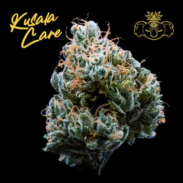 Electric City Hash Co x Kusala Care Flower Electric Lime Colada 28g (sativa hybrid)