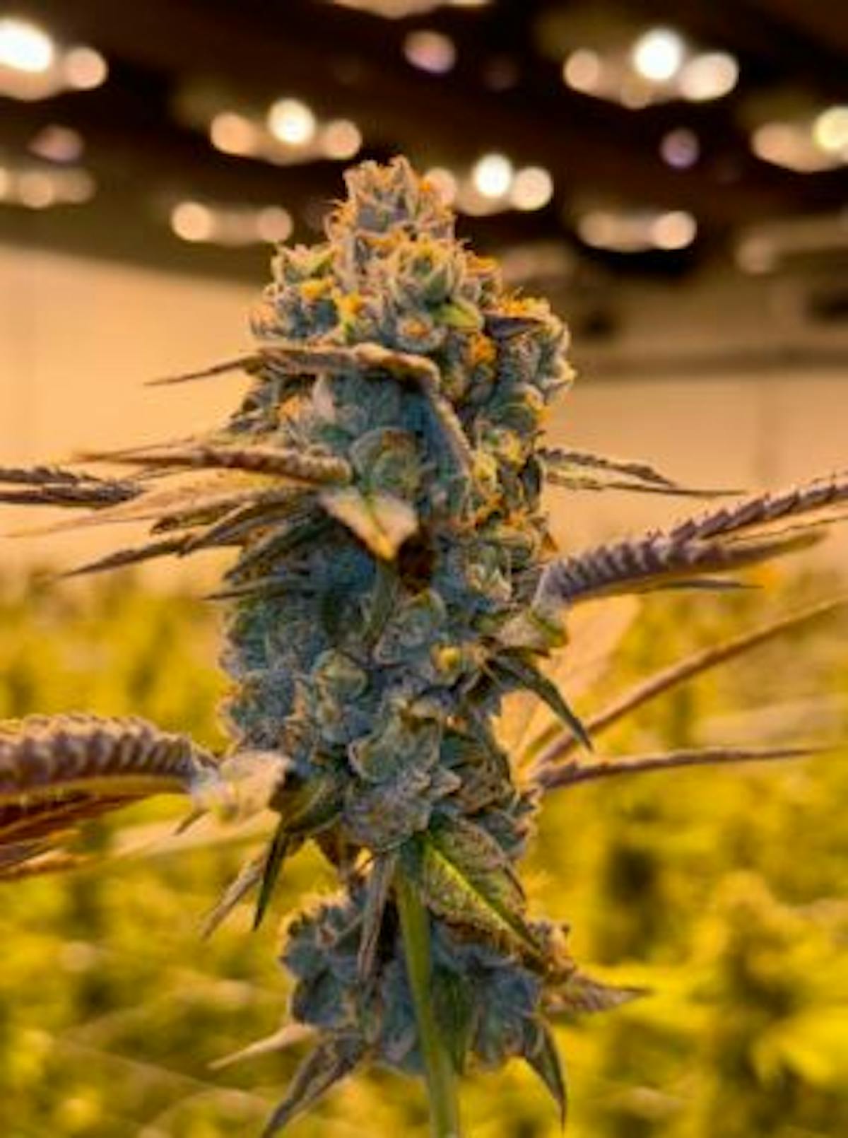 Image of Butterwolf | 3.5g Flower