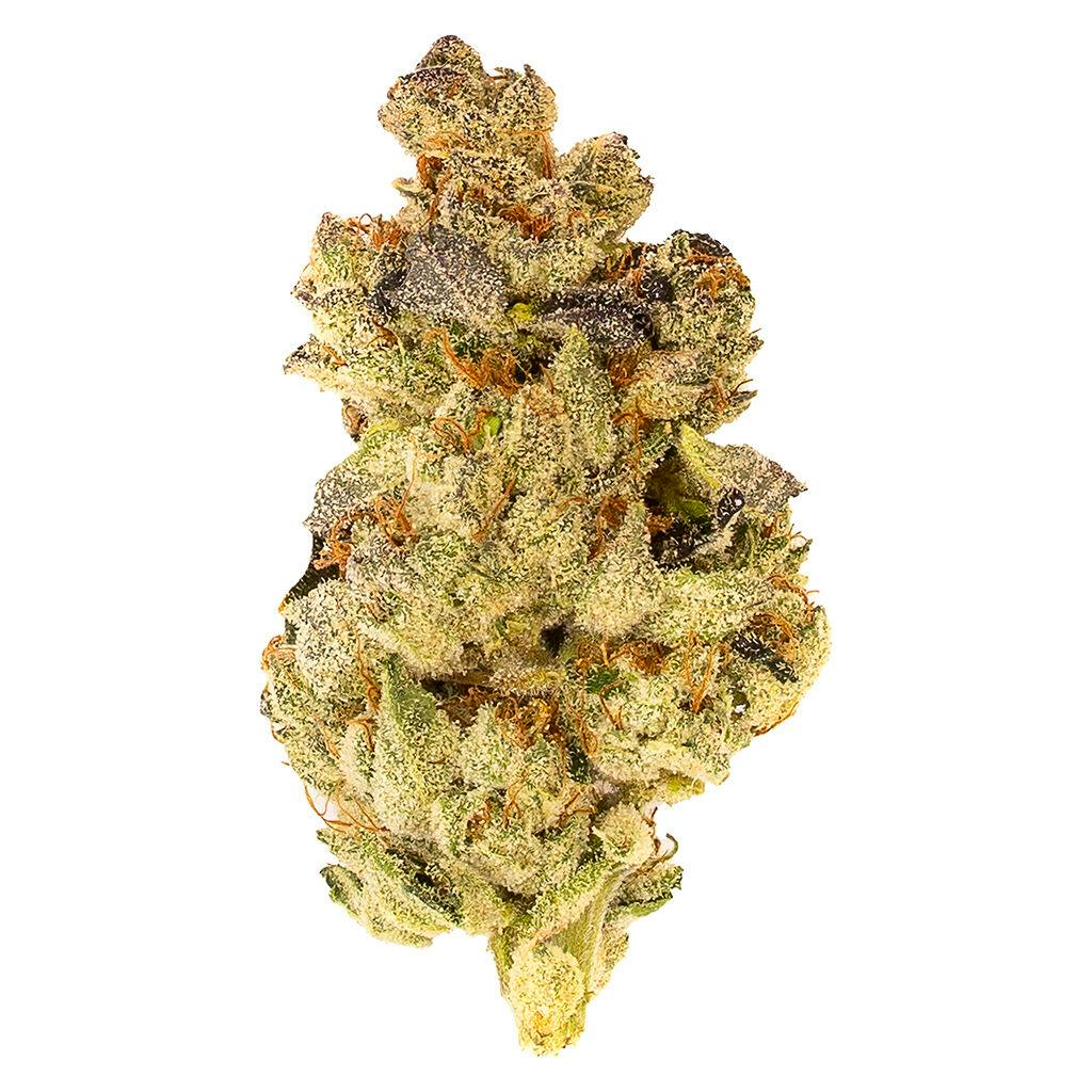 Mosa♡ Mosa Orange Punch | Runway Pot - Toronto