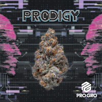 Prodigy 1g Pre-Roll - product image at King of Budz
