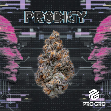 Prodigy 1g Pre-Roll - product image at King of Budz