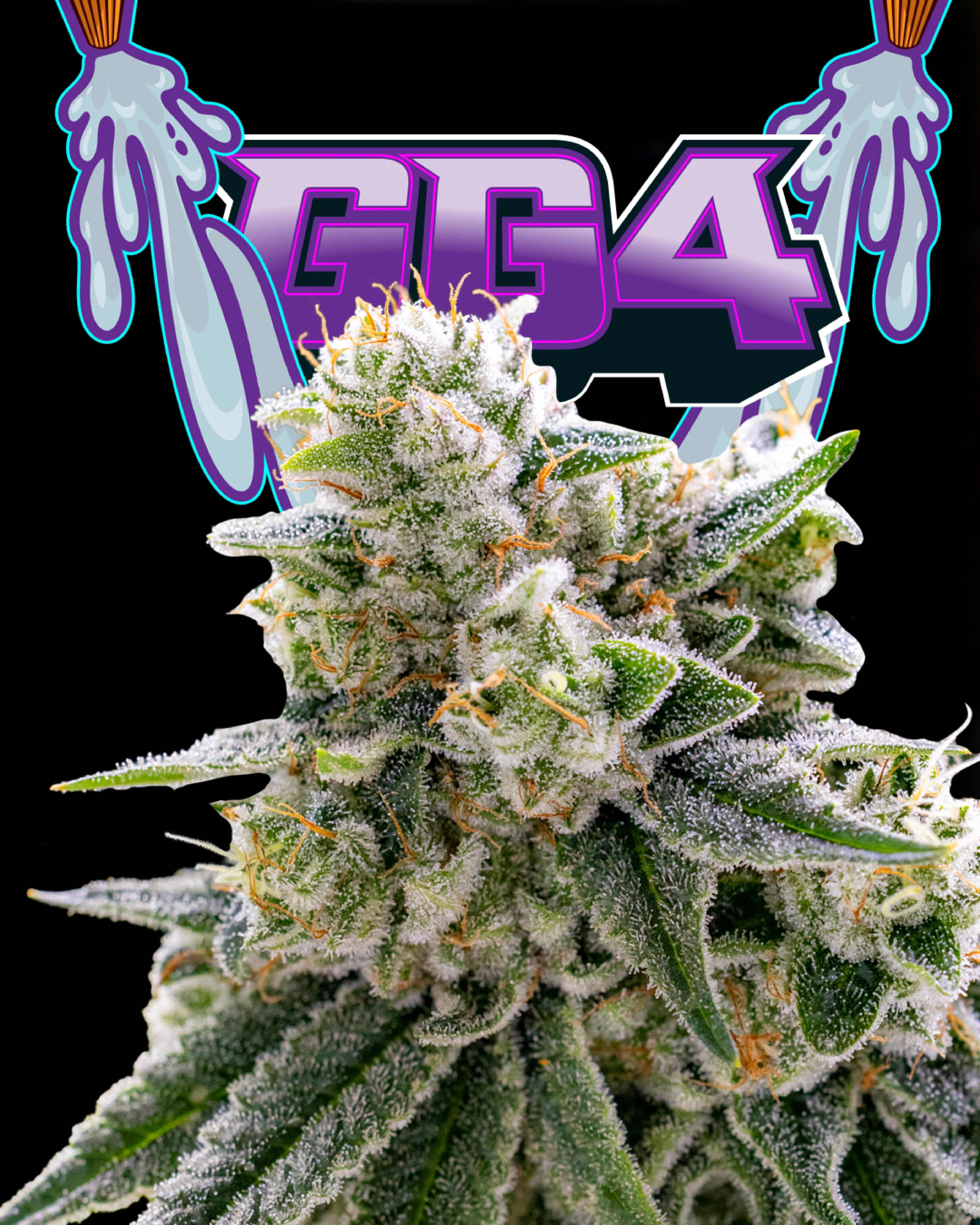 GG4 Packaged 1/2 oz. | Freshy Fine | 14g | Herbal Solutions