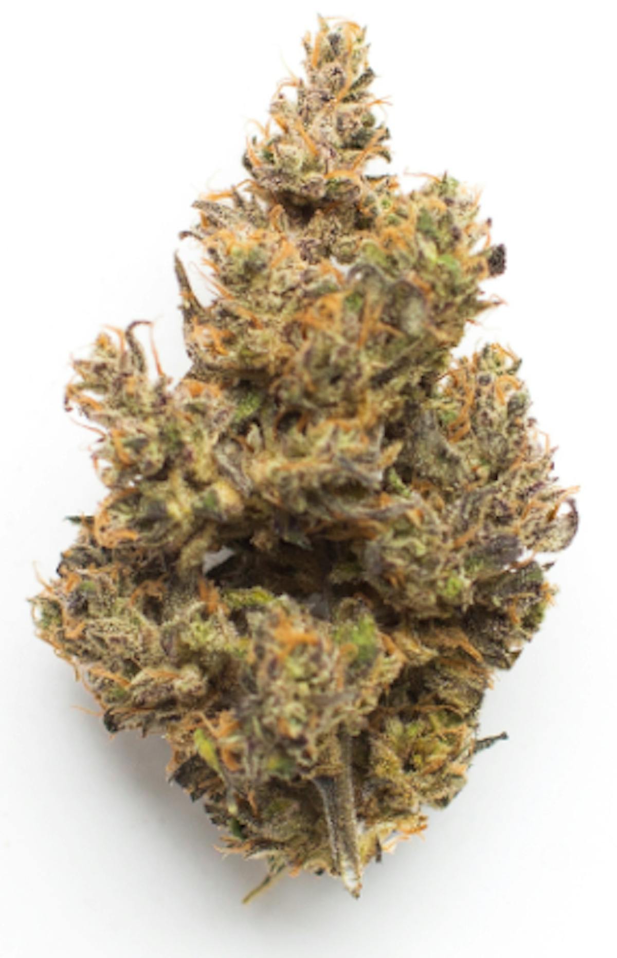 Photo of Platinum Shelf – Jungle Pie (I)