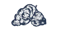 Flower category image