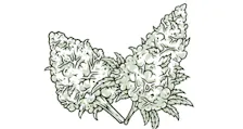 Flower category image