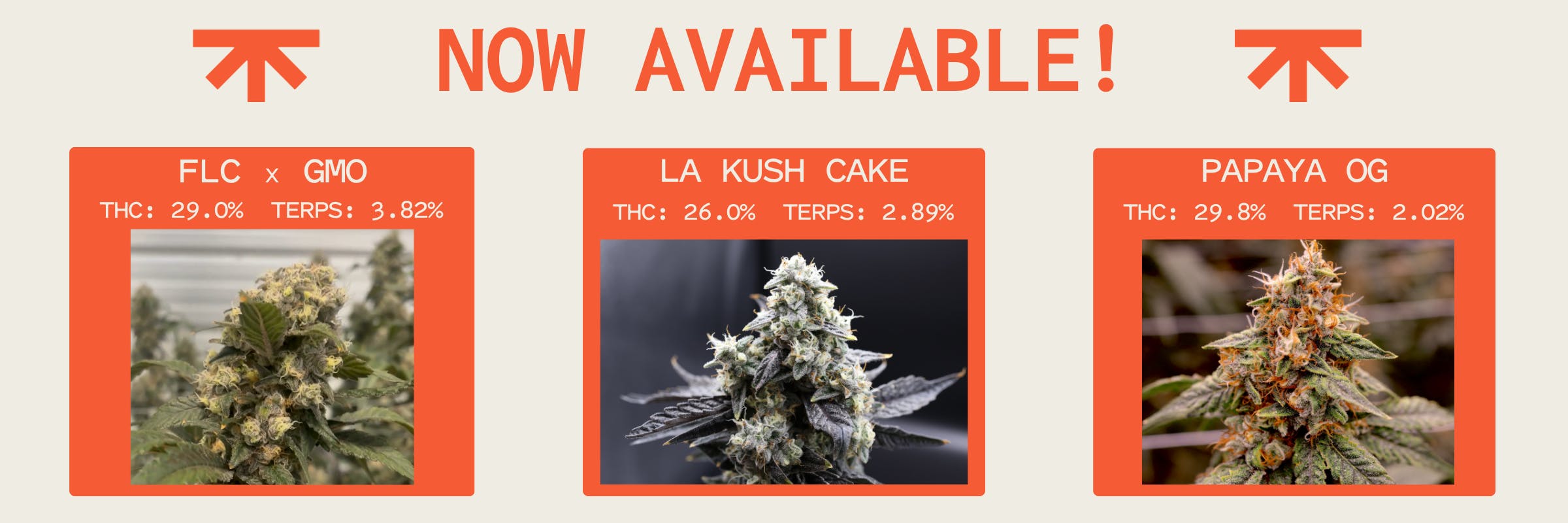 ROOTDOWN, franco's lemon cheese x gmo, franco's lemon cheese, gmo, la kush cake, papaya og, drop, flower, new, strains, available, all locations, storewide, sale, discount