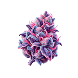 Flower category image