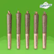Wook Stomper Shorties