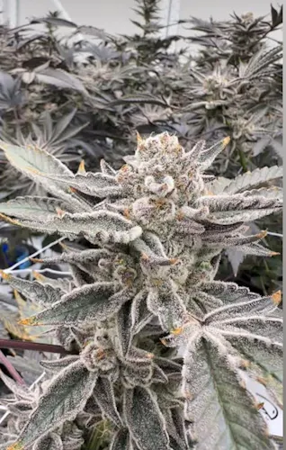 Parks Grove | Pre-Roll Pack | Grapes & Cream | 2pk/1g-1