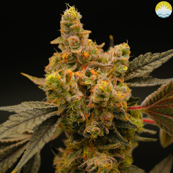 Rainmaker | 14g | Flower| Small Buds | Baked Beans