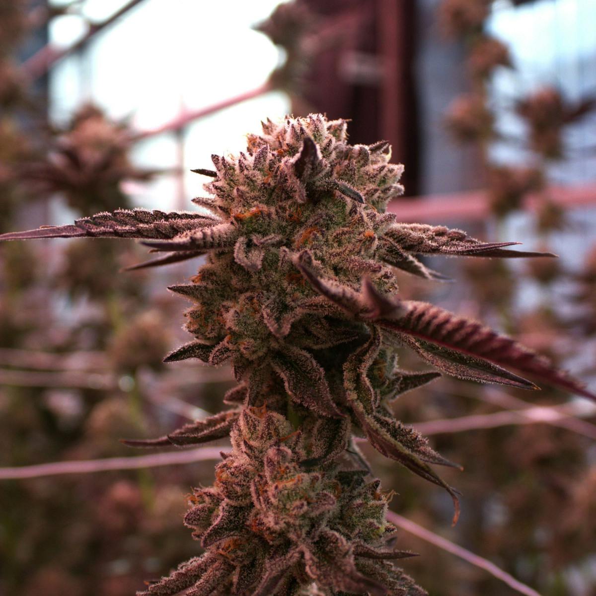 Photo of Aruna Oreoz 3.5g