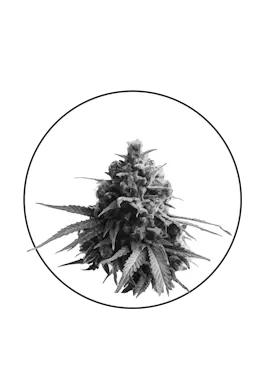 The New Amsterdam - Portland Menu - a Cannabis Dispensary in Portland, OR