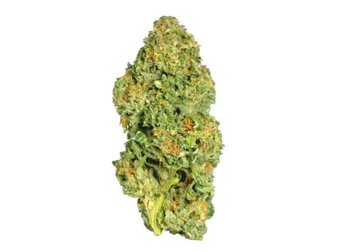 High Falls Canna | G13 Genius HV | Flower 3.5-1