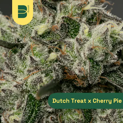 Dutch Treat x Cherry Pie (H)- (3.5g)-1