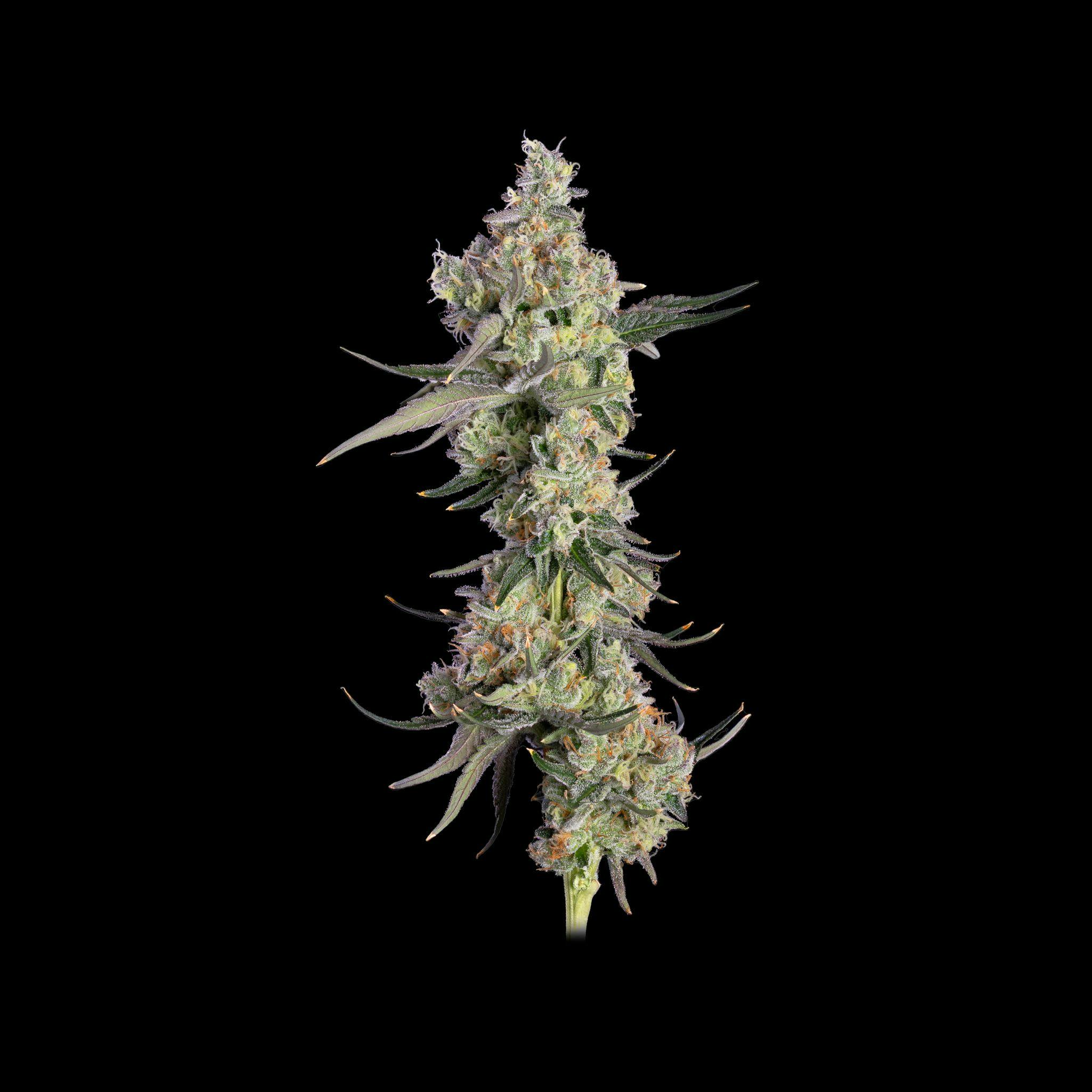 Happy Valley Genetics - Flower - Lemon Smuggler (Select)