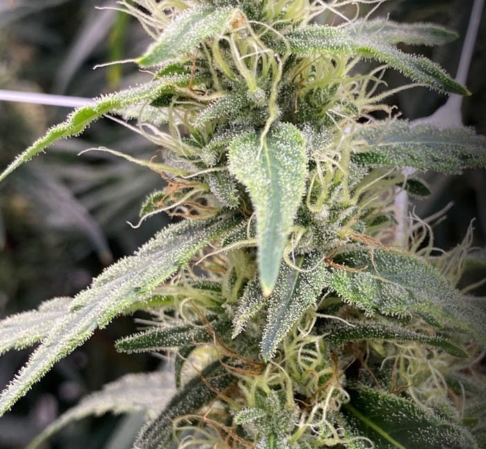 Photo of Sour African Flower The Heirloom Collective