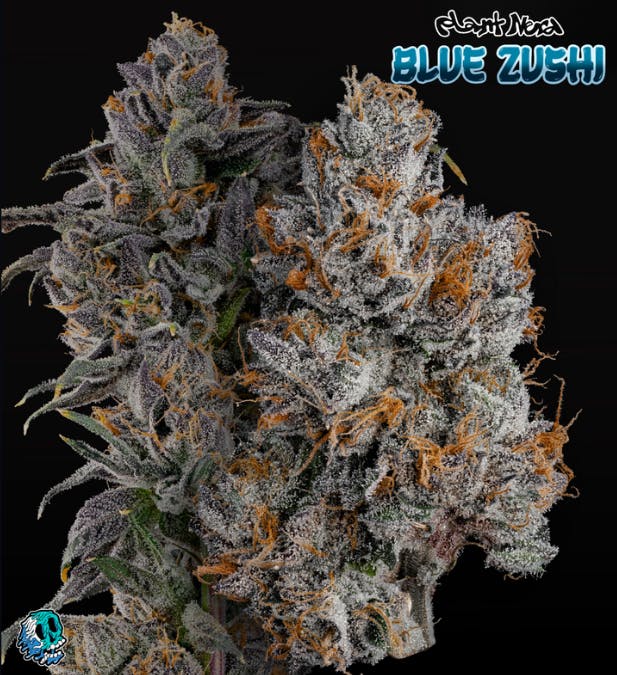 blend plant Heavenly Fluff Begonia Blend
